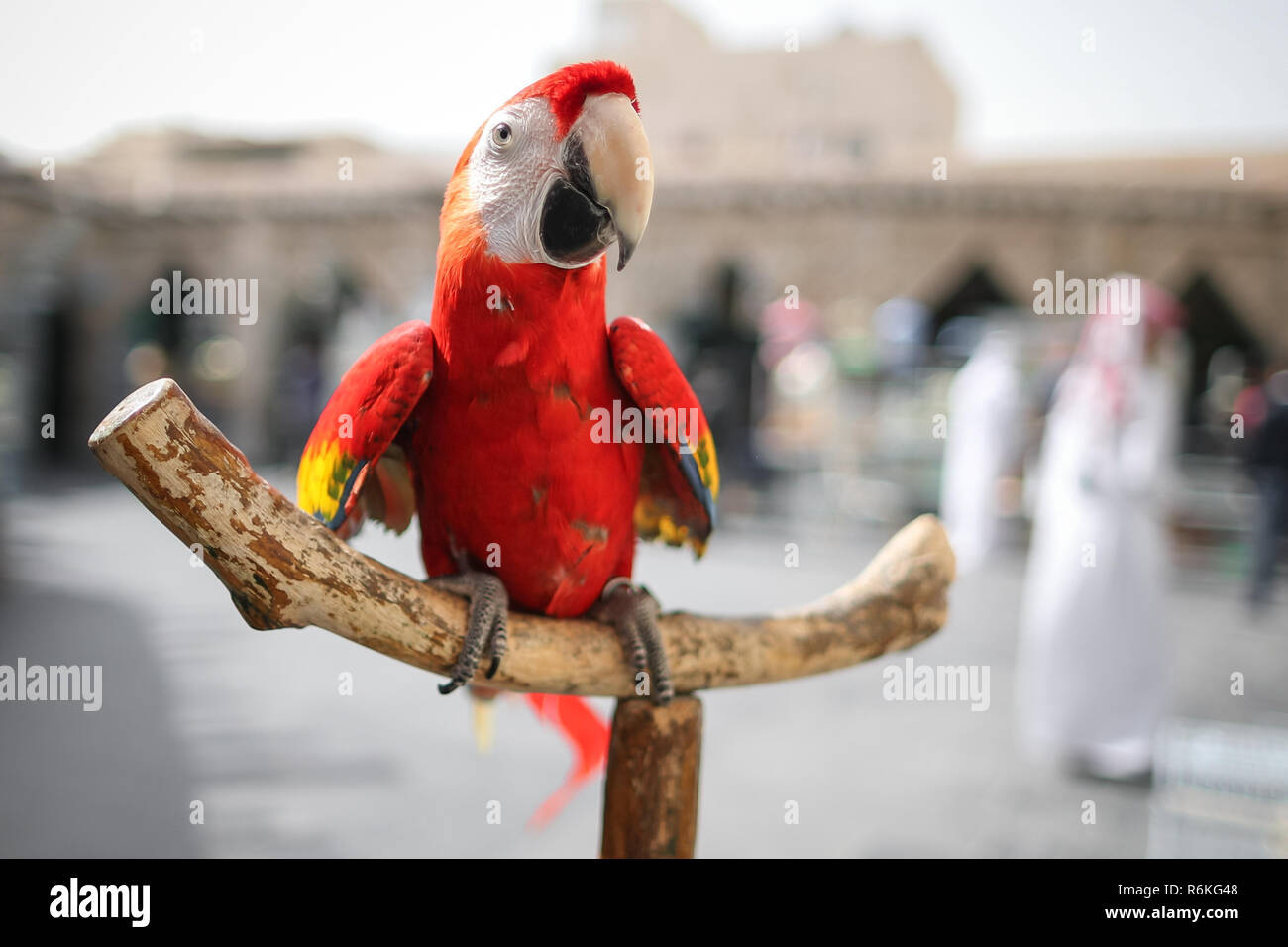 Close-up red Ara parrot on wooden perch. Cute scene the huge scarlet macaw  sitting on the branch. Behavior of wild bird in captivity. Undomesticated  animal among contemporary urban environment Stock Photo -