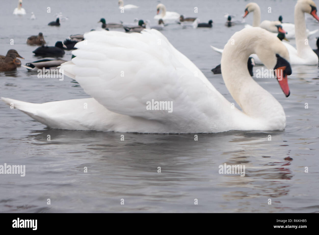 Swans & Ducks Swans & Ducks