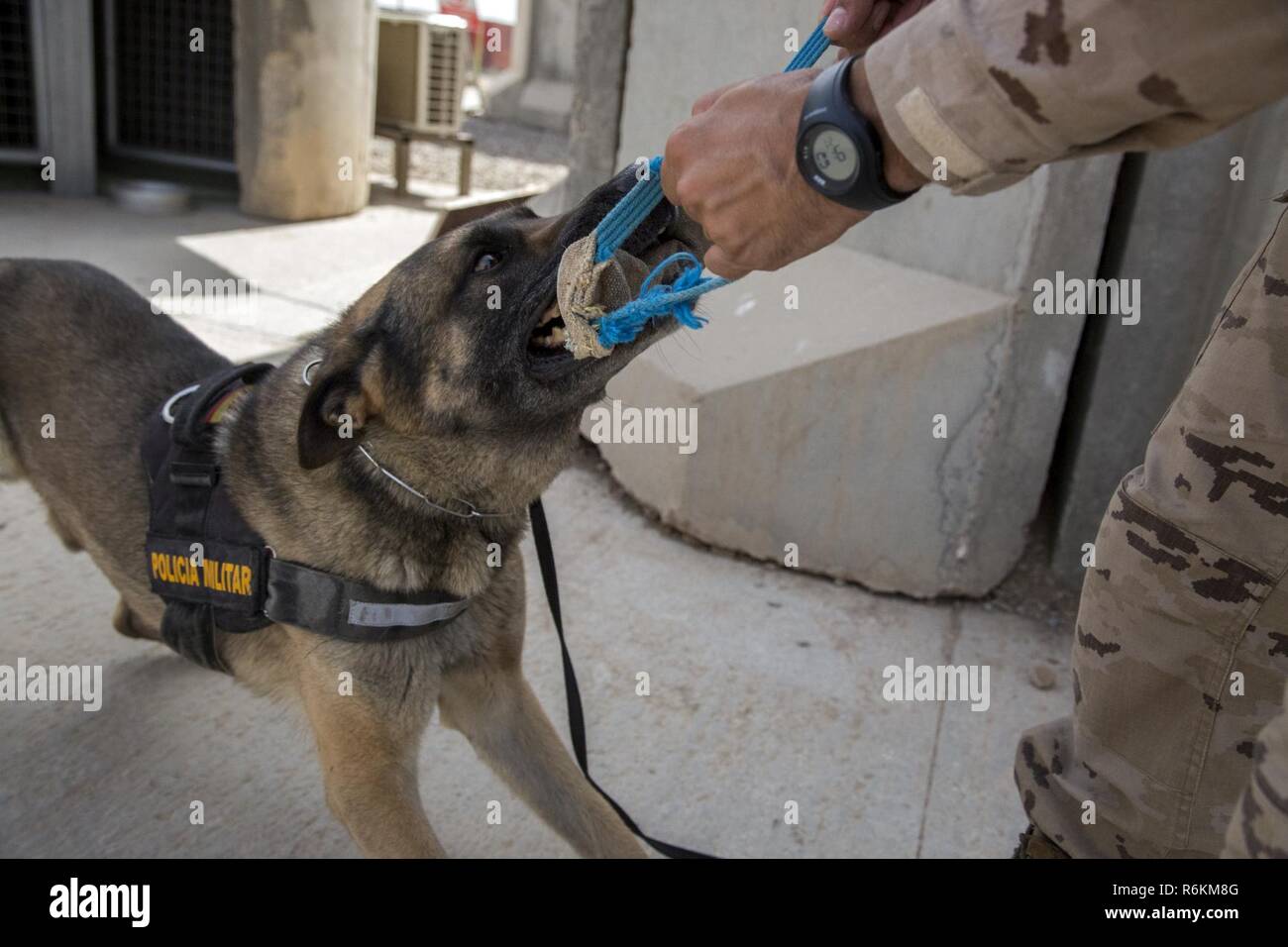 Hende selv budget ru Spanish army 1st. Cpl. Gabor, a military working dog deployed in support of  Combined Joint Task Force – Operation Inherent Resolve, plays with his  handler during a break at the Besmaya Range