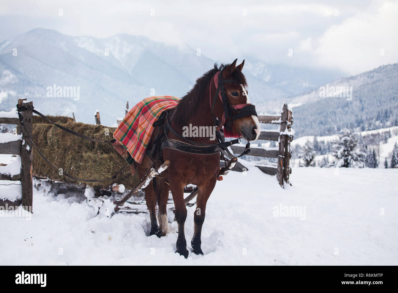Horse sled snow forest hi-res stock photography and images - Alamy