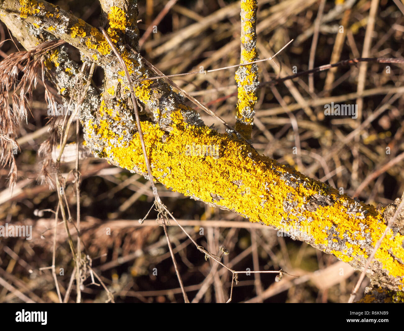 close up of yellow lichen rot moss on tree branch twig Stock Photo - Alamy