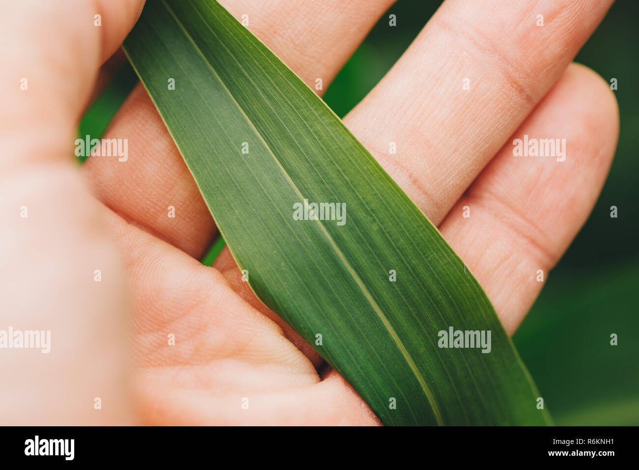 Farmer examining sorghum sudangrass plant leaf. Close up of male hand holding Sorghum sudanense plant part. Stock Photo