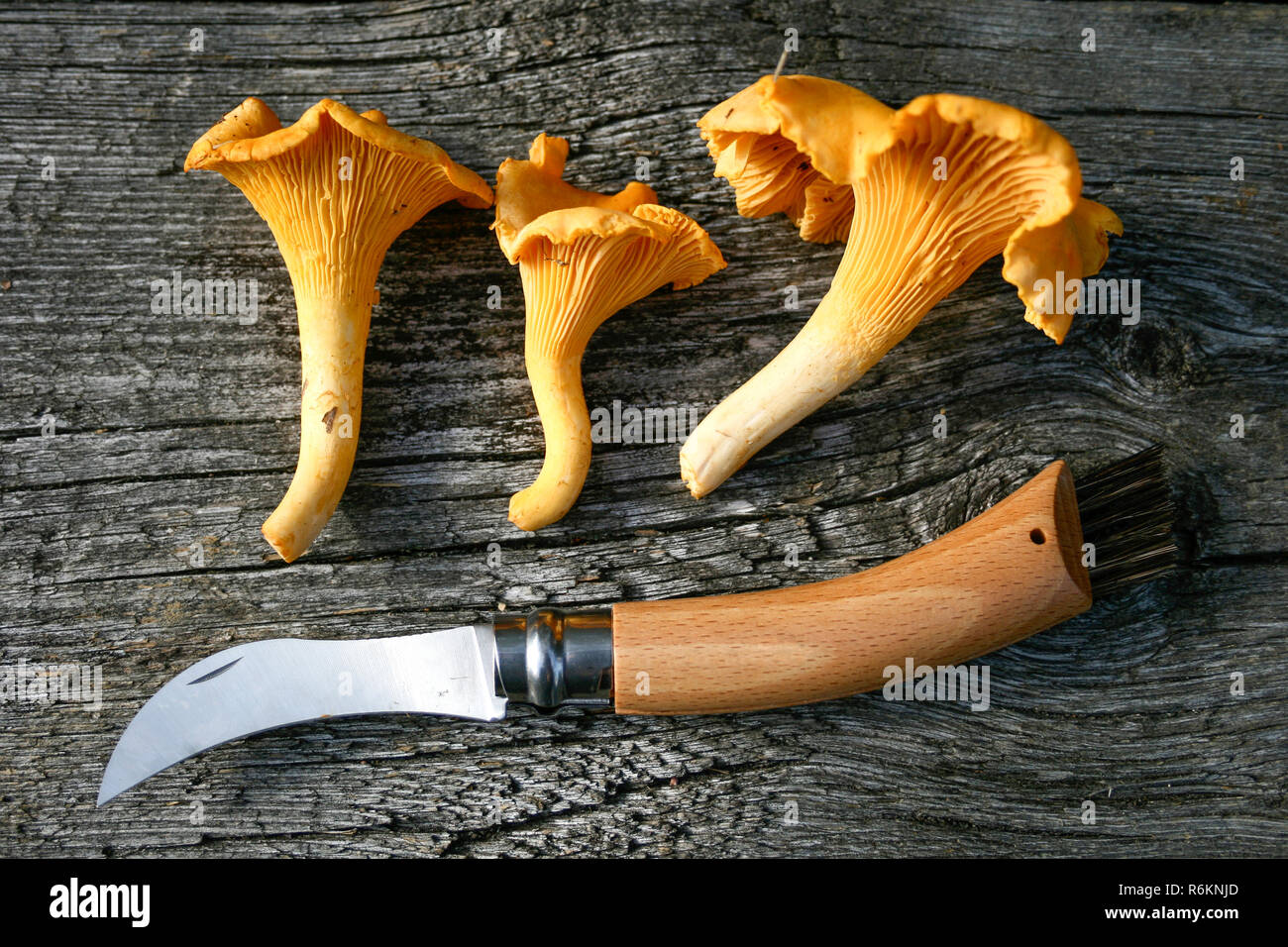 Freshly picked chanterelle mushrooms Stock Photo