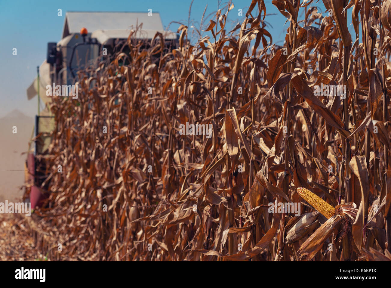Ripe corn crops harvest in late summer Stock Photo