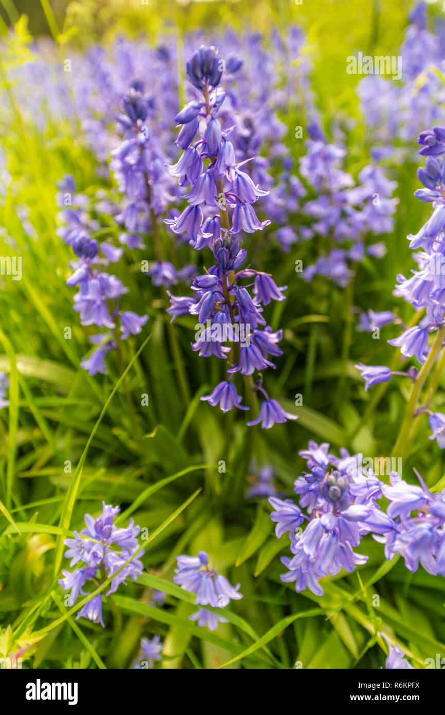A clump of native Bluebells in a small wooded copse in southern England. Stock Photo
