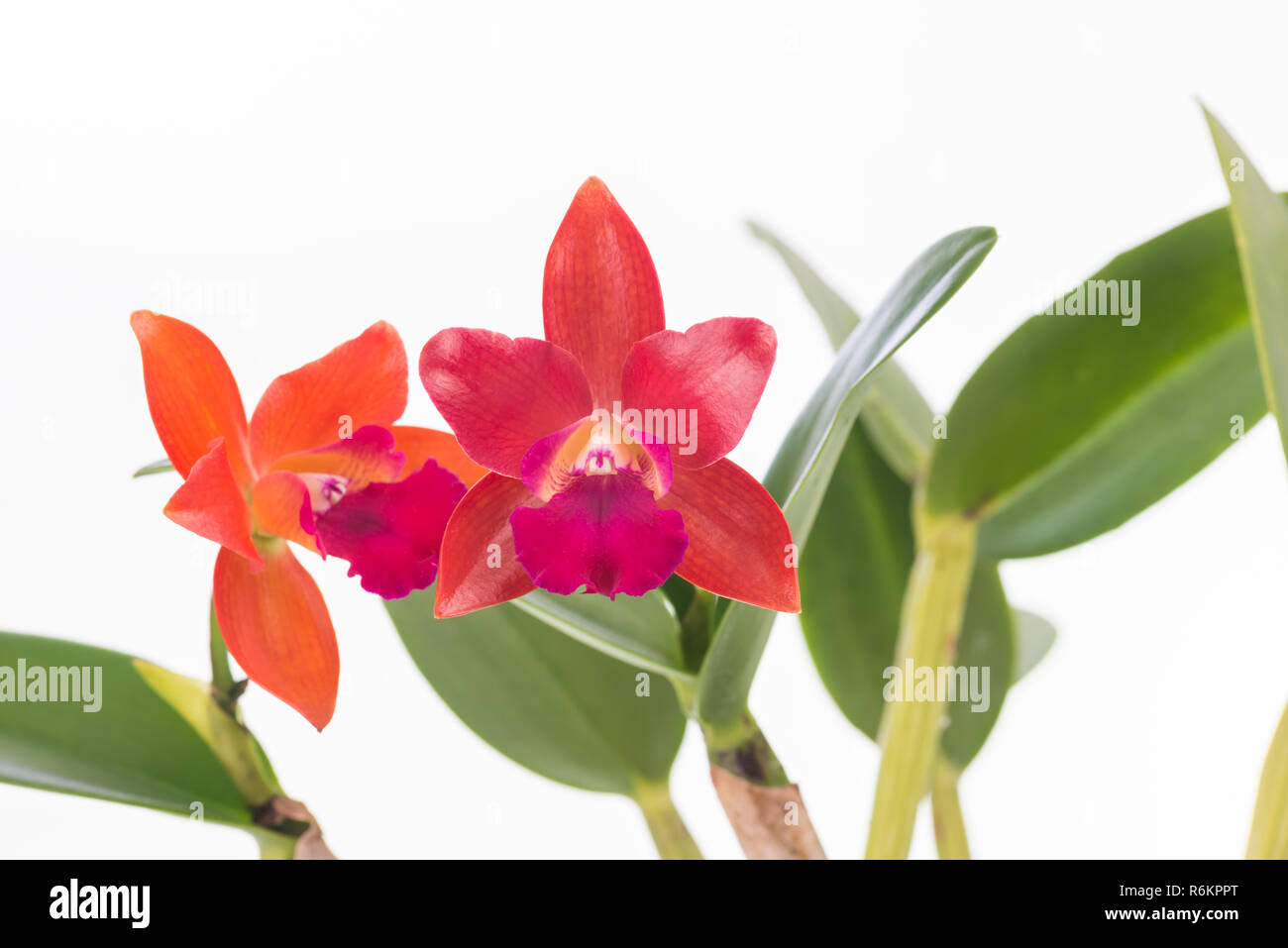 Cattleya orchids over white background Stock Photo