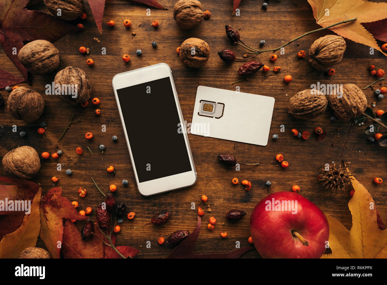 Mobile phone and SIM card with autumn arrangement. Top view flat lay of smartphone device with blank mock up screen as copy space. Stock Photo