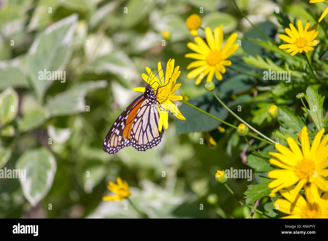 Colorful monarch butterfly sitting on yellow daisy with foliage as background Stock Photo