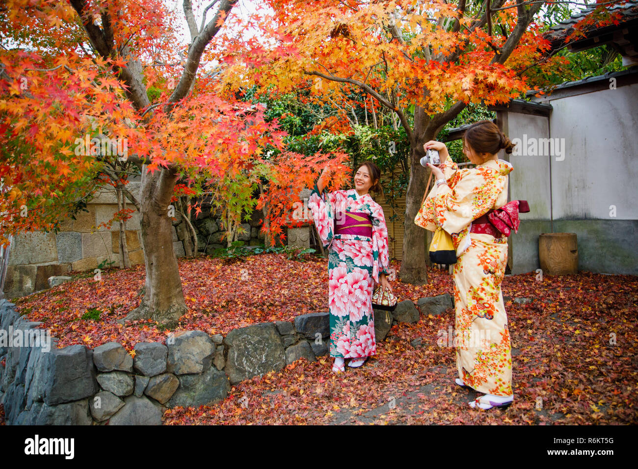 A tourist  wearing a kimono which is one of the traditional style of Japan seen taking pictures next to trees with autumn leaves during fall season in kyoto, japan. Stock Photo