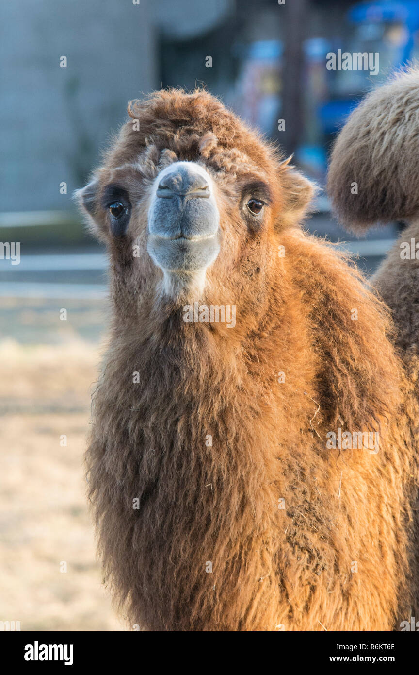 camel in winter quarters Stock Photo
