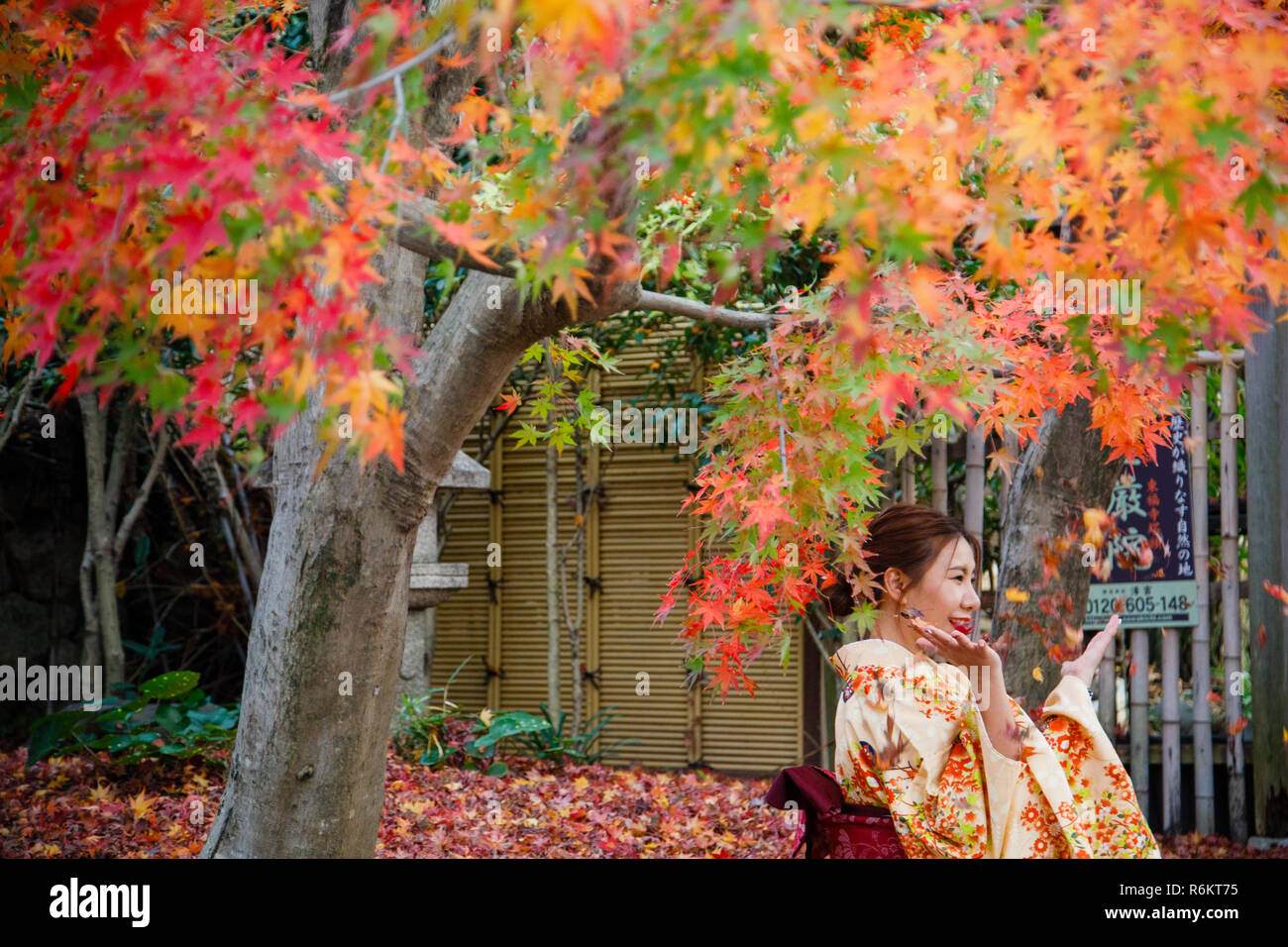 A tourist  wearing a kimono which is one of the traditional style of Japan seen taking pictures next to trees with autumn leaves during fall season in kyoto, japan. Stock Photo
