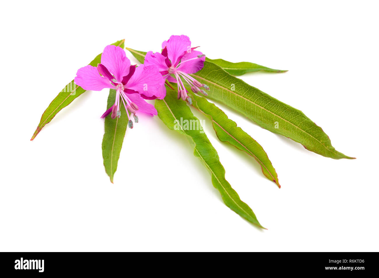 Chamerion angustifolium, commonly known as fireweed, great willowherb