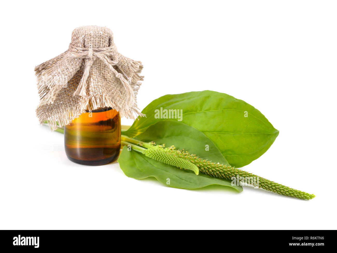 Greater Plantain, Plantago major or 'Soldier's Herb' with pharmaceutical bottle isolated. Stock Photo