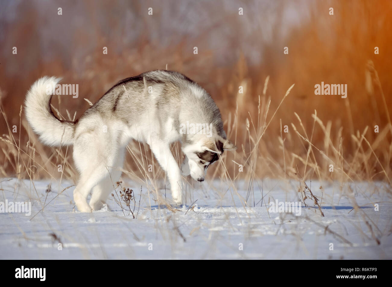 Siberian sales husky hunting