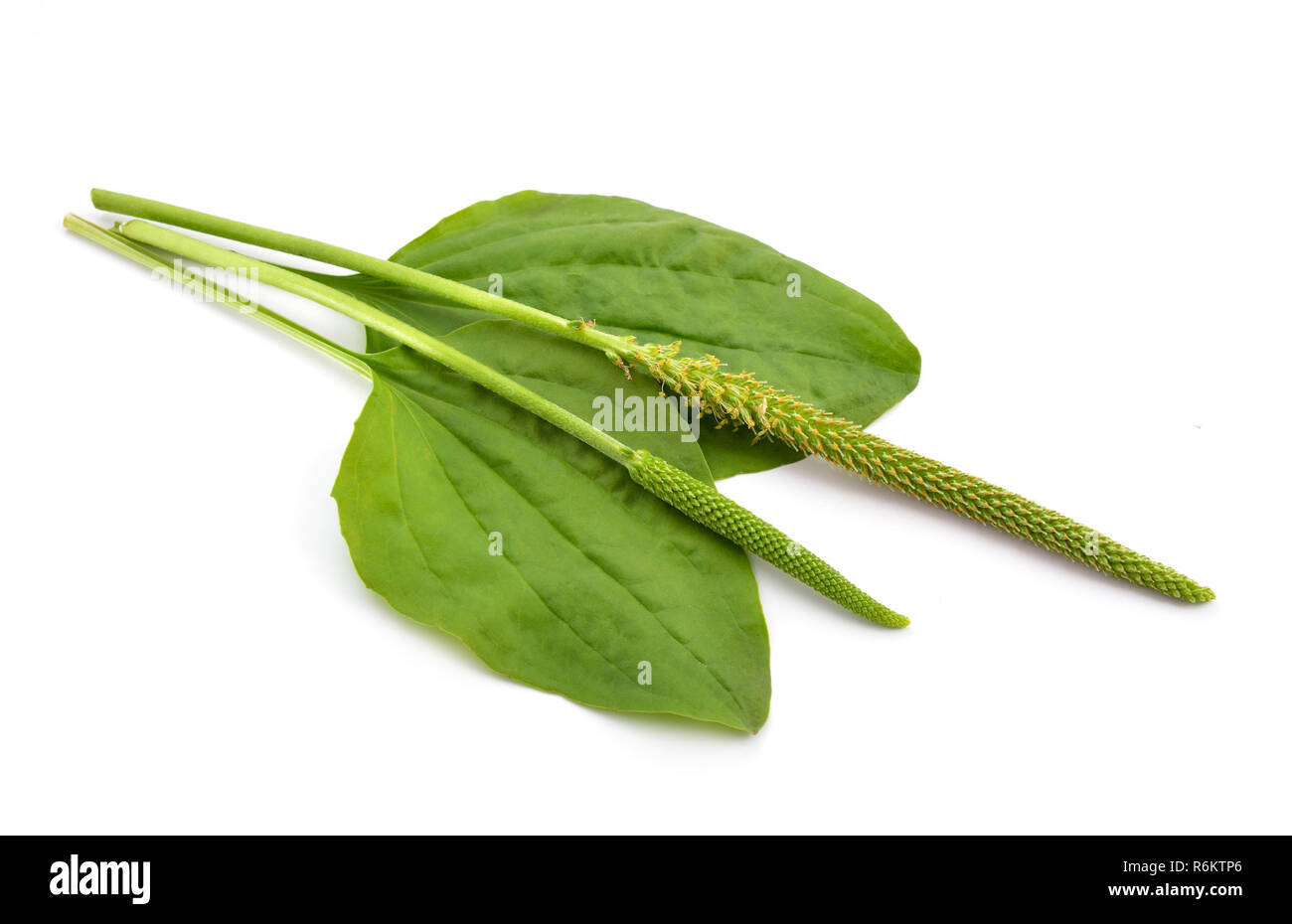 Greater Plantain, Plantago major or 'Soldier's Herb' isolated. Stock Photo