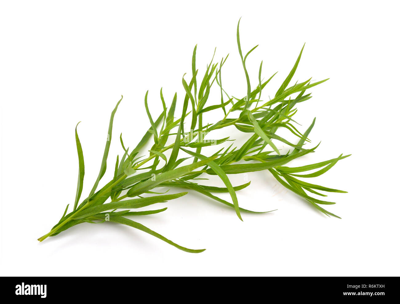 Tarragon (Artemisia dracunculus) Isolated on white background. Stock Photo