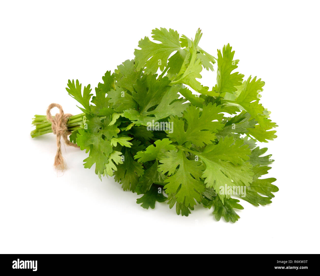 Bunch of coriander. Isolated Stock Photo Alamy