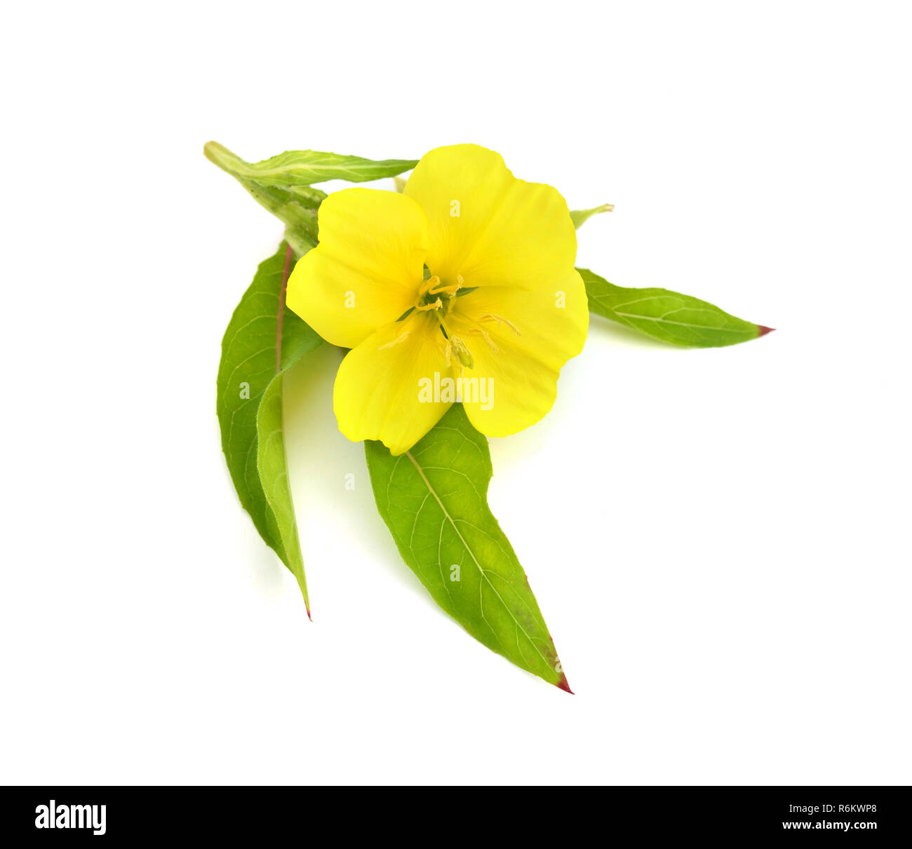 Oenothera flower isolated Stock Photo Alamy