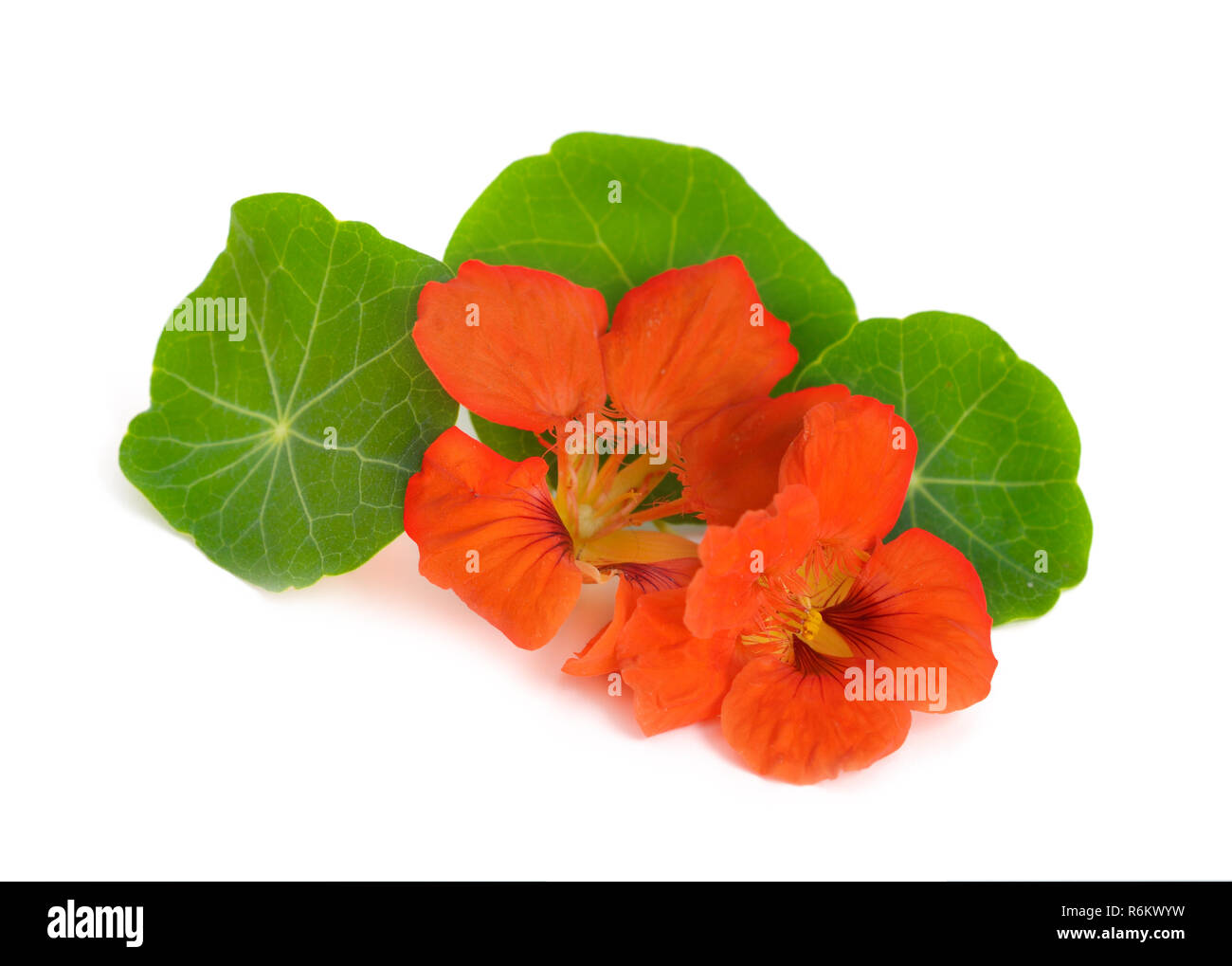 Nasturtium flowers isolated Stock Photo Alamy