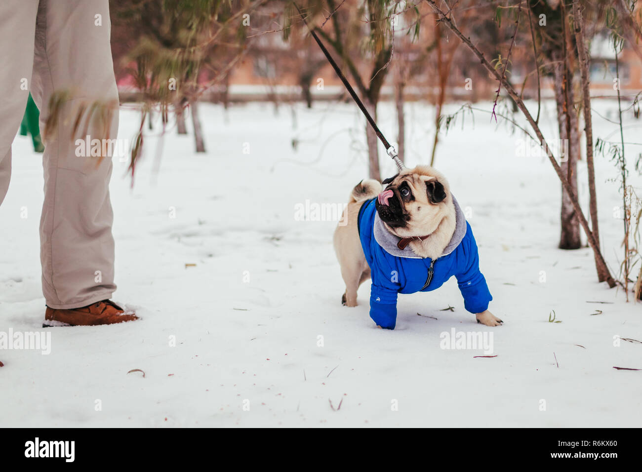pug winter coat
