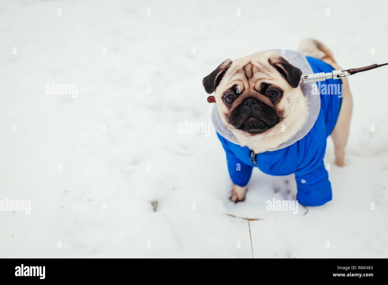 Pug dog in clothes walking on snow in park. Puppy wearing winter coat