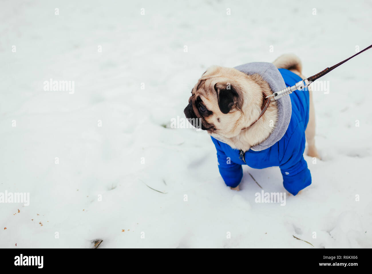Pug dog in clothes walking on snow in park. Puppy wearing winter coat