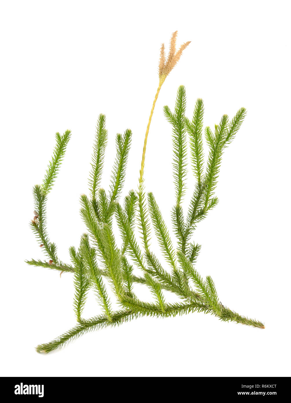 Huperzia selago (Lycopodium selago), northern firmoss or fir clubmoss Stock Photo