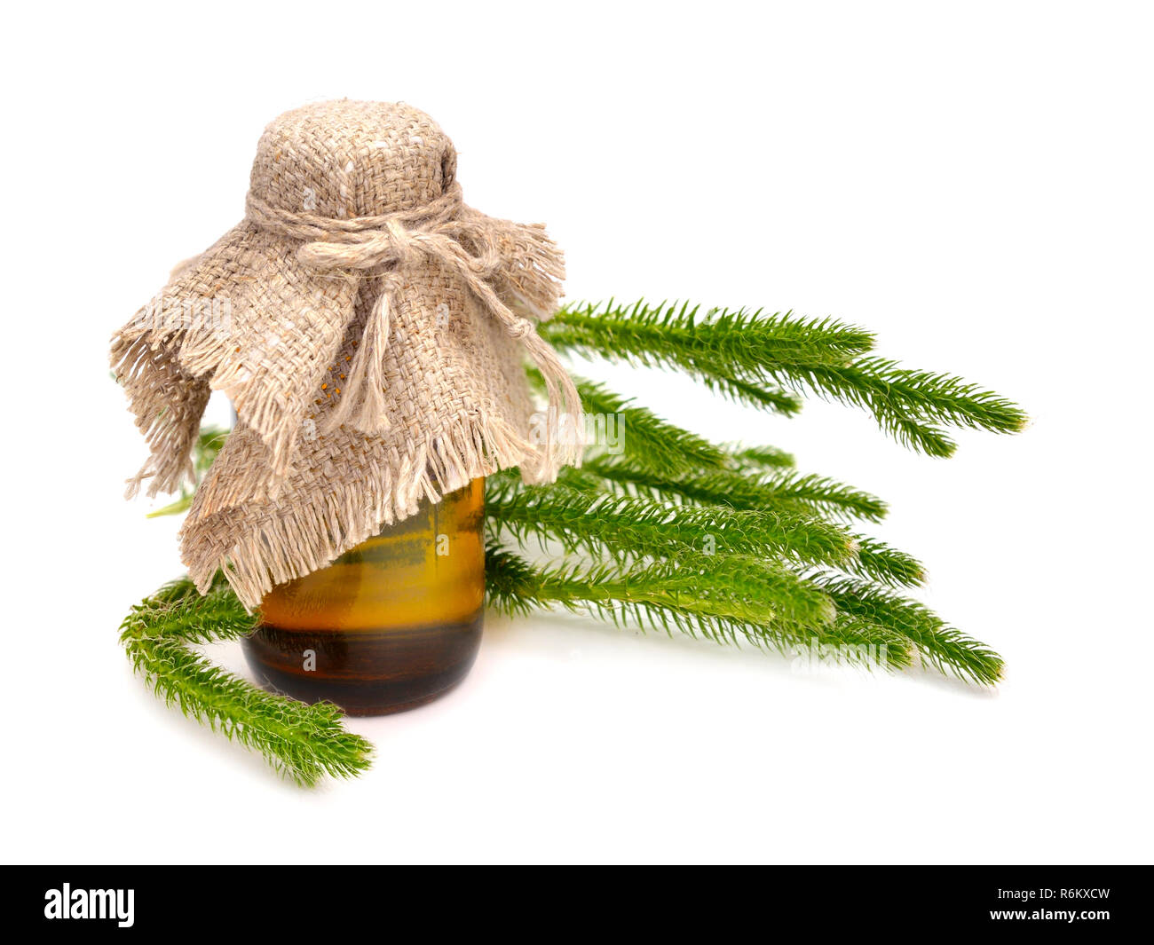 Huperzia selago (Lycopodium selago), northern firmoss or fir clubmoss with pharmaceutical bottle. Isolated. Stock Photo