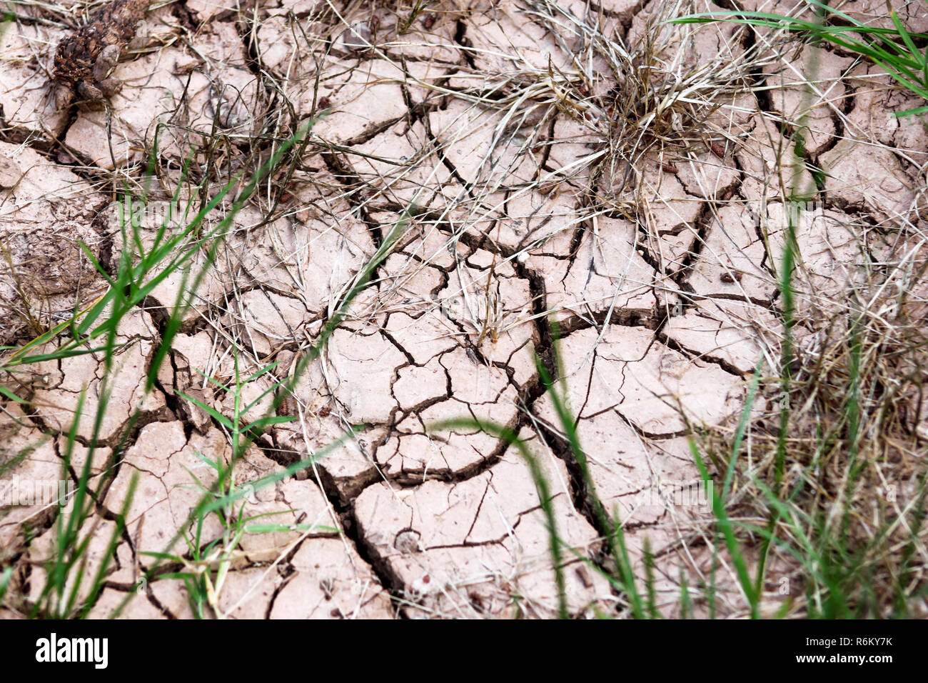 Dead Grass Texture High Resolution Stock Photography And Images Alamy