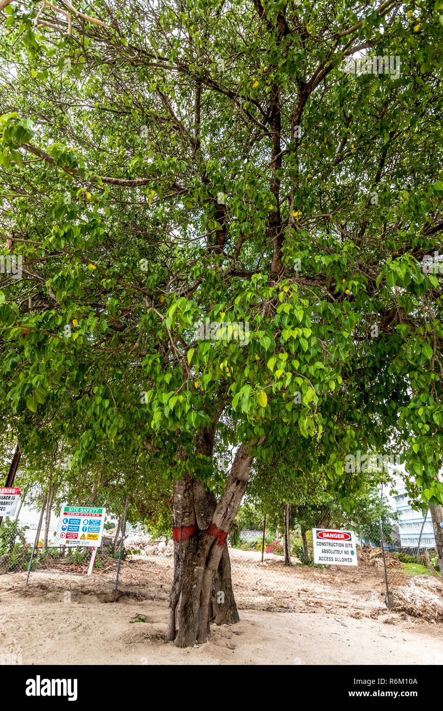 Manchineel tree, also called mansion needle in Barbados. Standing beneath the tree during rain will cause blistering of the skin from mere contact with runoff from the tree's sap. This one is on the west coast of Barbados in Speightstown. Stock Photo