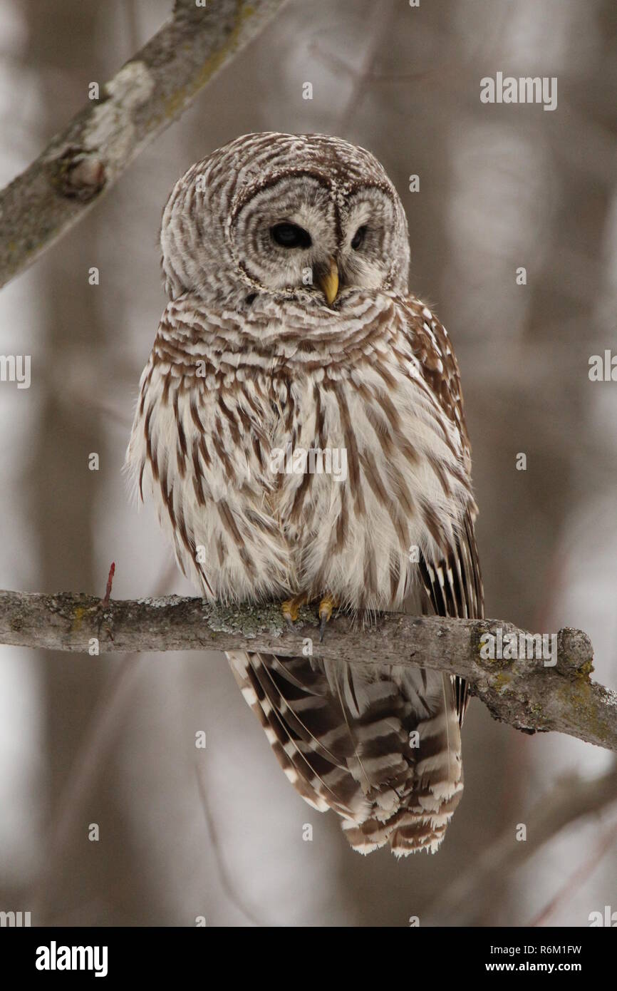 Owl in the forest / Chouette rieuse en foret Stock Photo