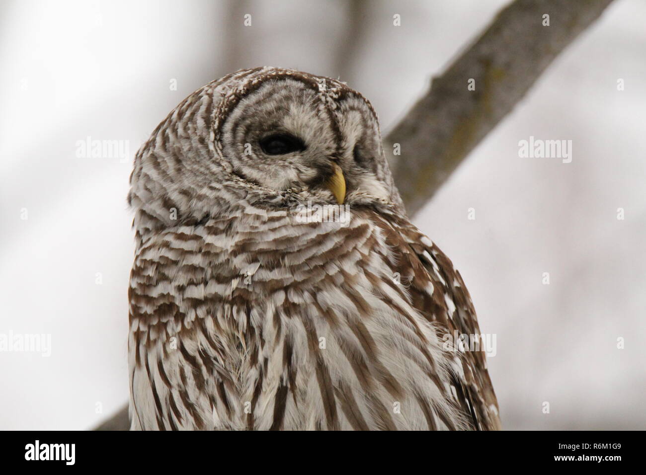 Owl in the forest / Chouette rieuse en foret Stock Photo