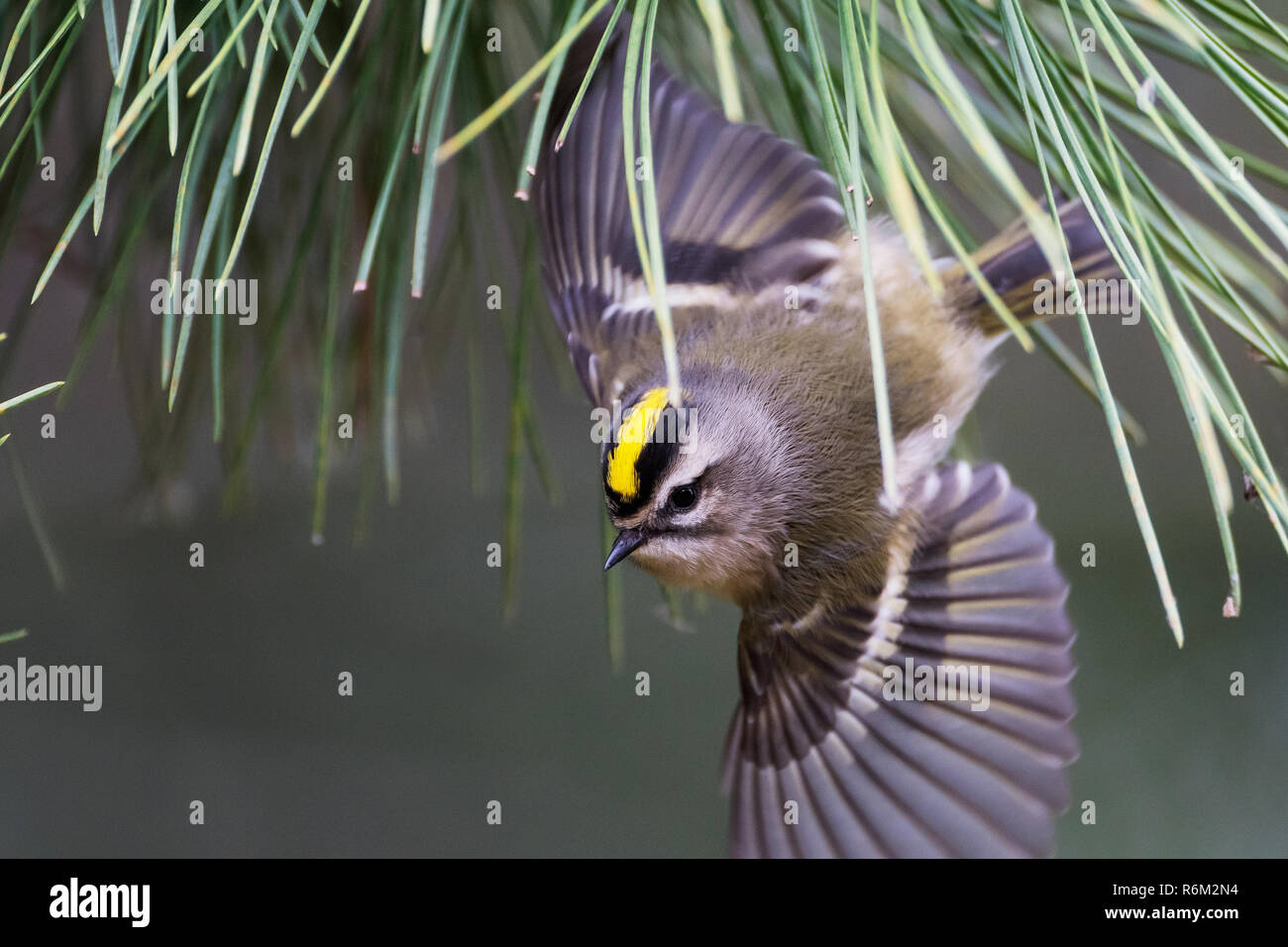 Golden-crowned kinglet flight during autumn migration Stock Photo - Alamy