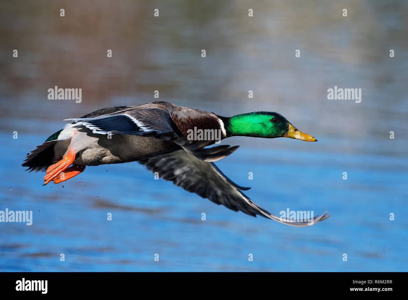 Drake mallard in flight over pond Stock Photo