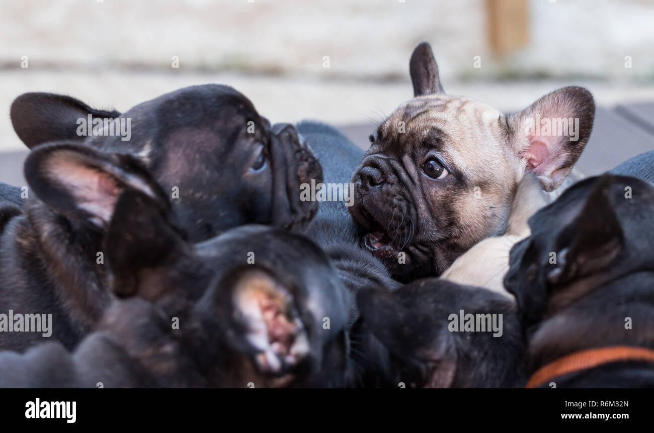 small french bulldog puppy Stock Photo - Alamy