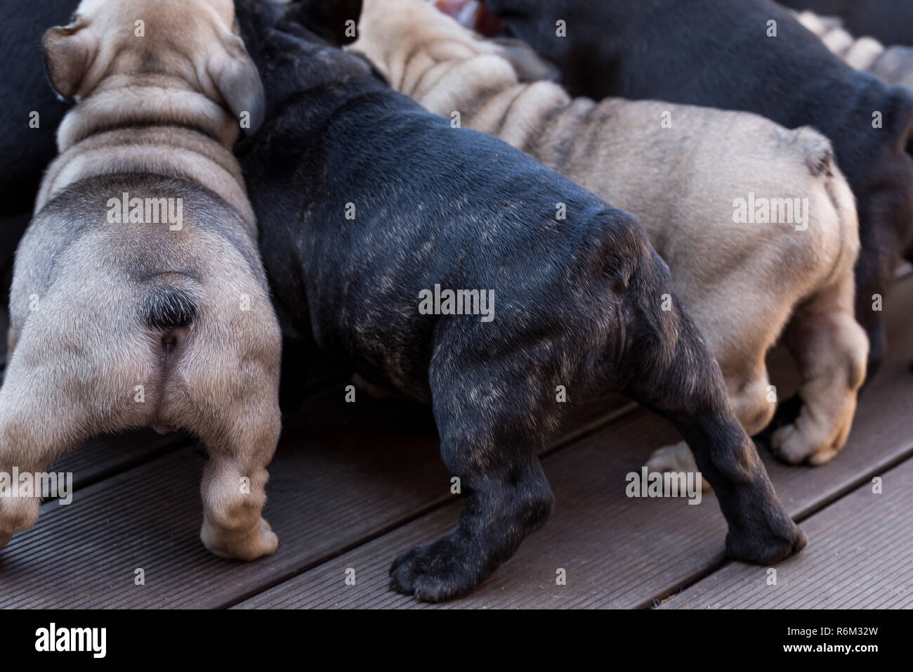 small french bulldog puppy Stock Photo