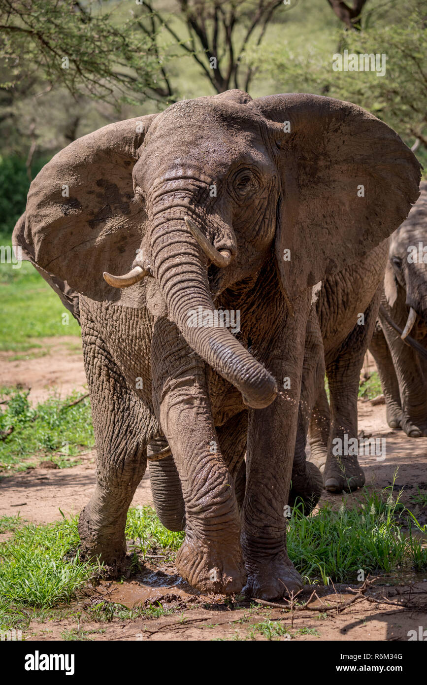 African elephant twists trunk dripping with water Stock Photo Alamy