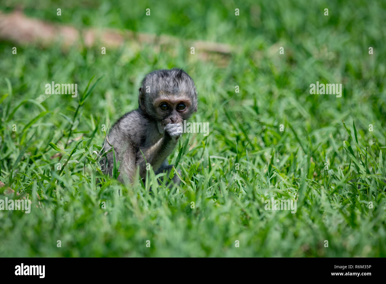 Baby vervet monkey facing camera in grass Stock Photo