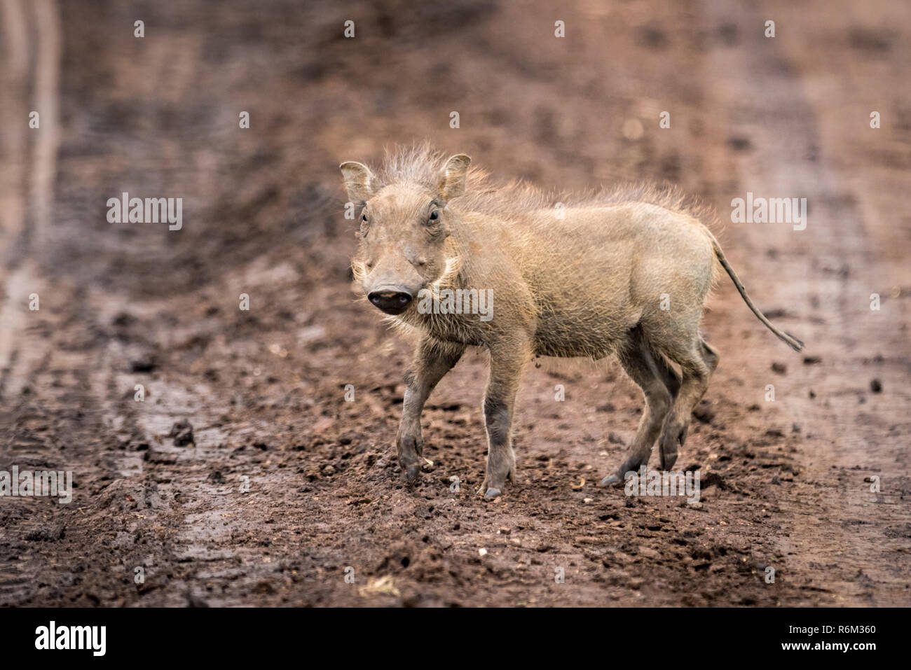 Baby warthog facing camera on muddy track Stock Photo