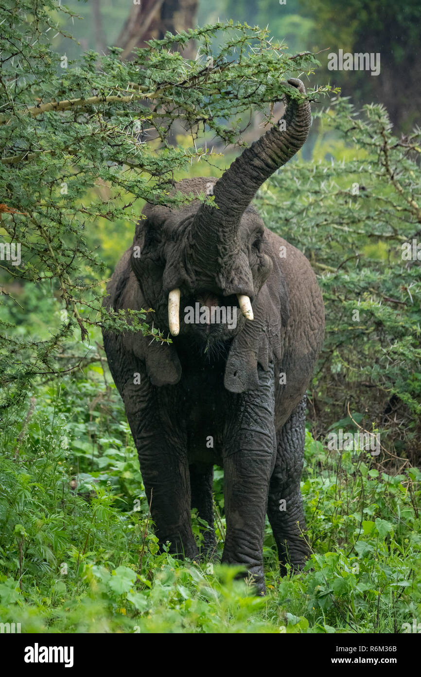African elephant lifting trunk to reach acacia Stock Photo Alamy