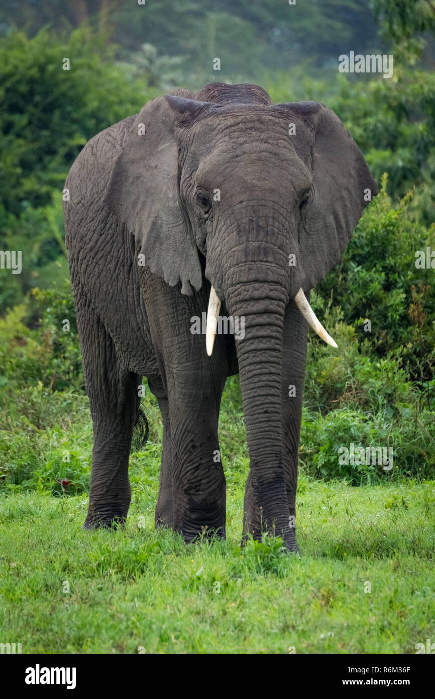 African elephant stands before trees in clearing Stock Photo Alamy