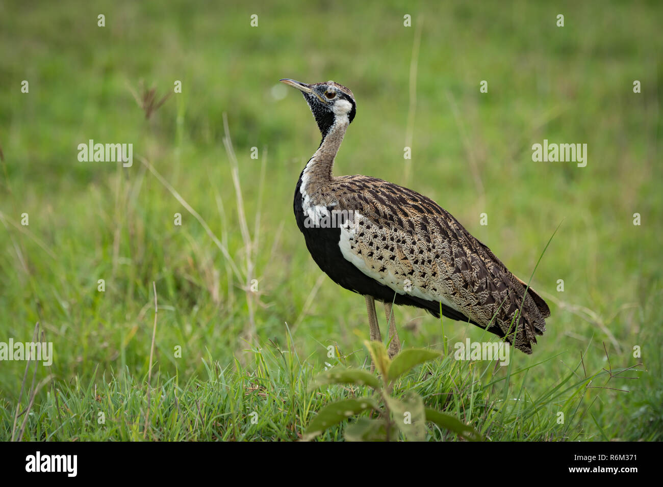 Black-bellied bustard with lifted head in grass Stock Photo