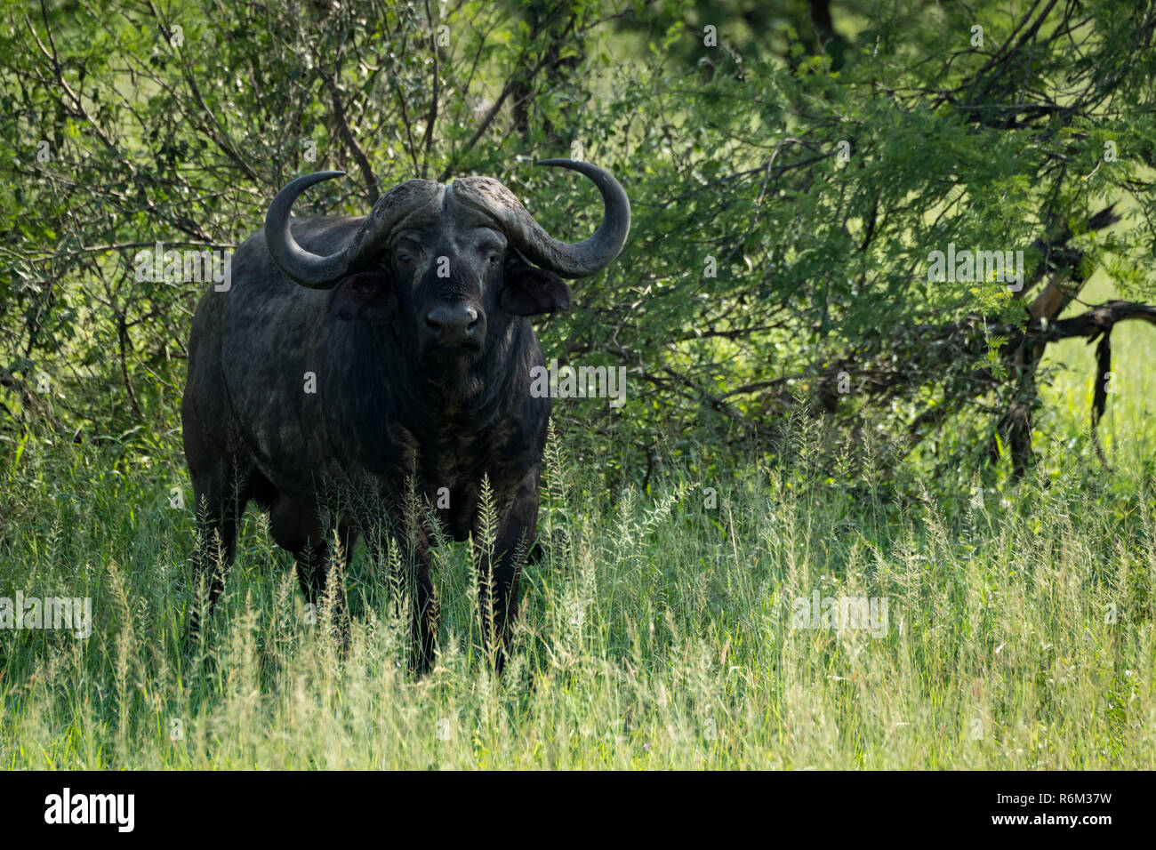 Cape buffalo facing camera from beside bushes Stock Photo