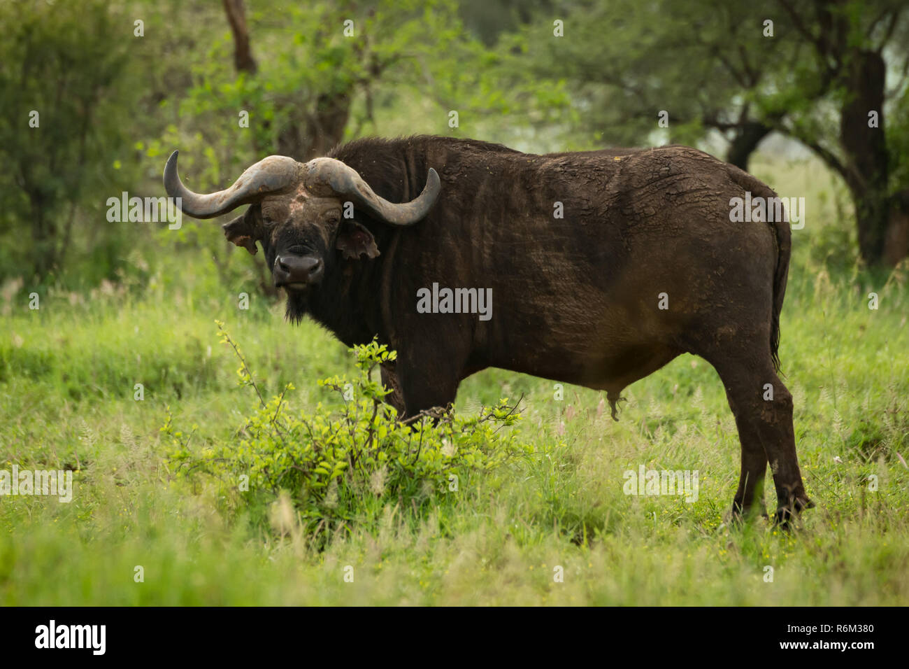 Cape buffalo facing camera in grassy clearing Stock Photo