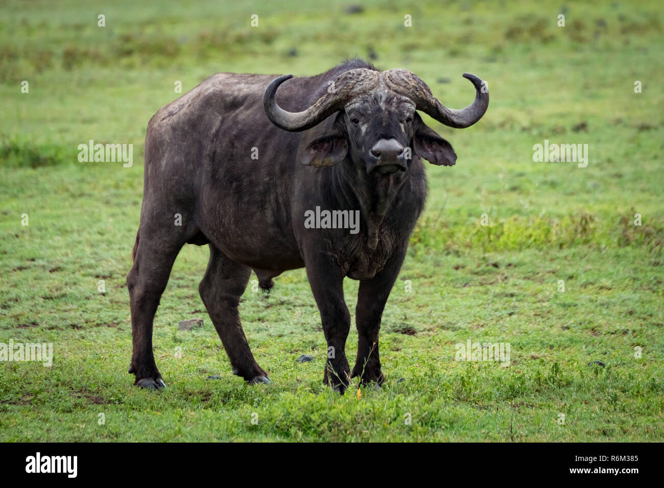 Cape buffalo stands in grassland facing camera Stock Photo