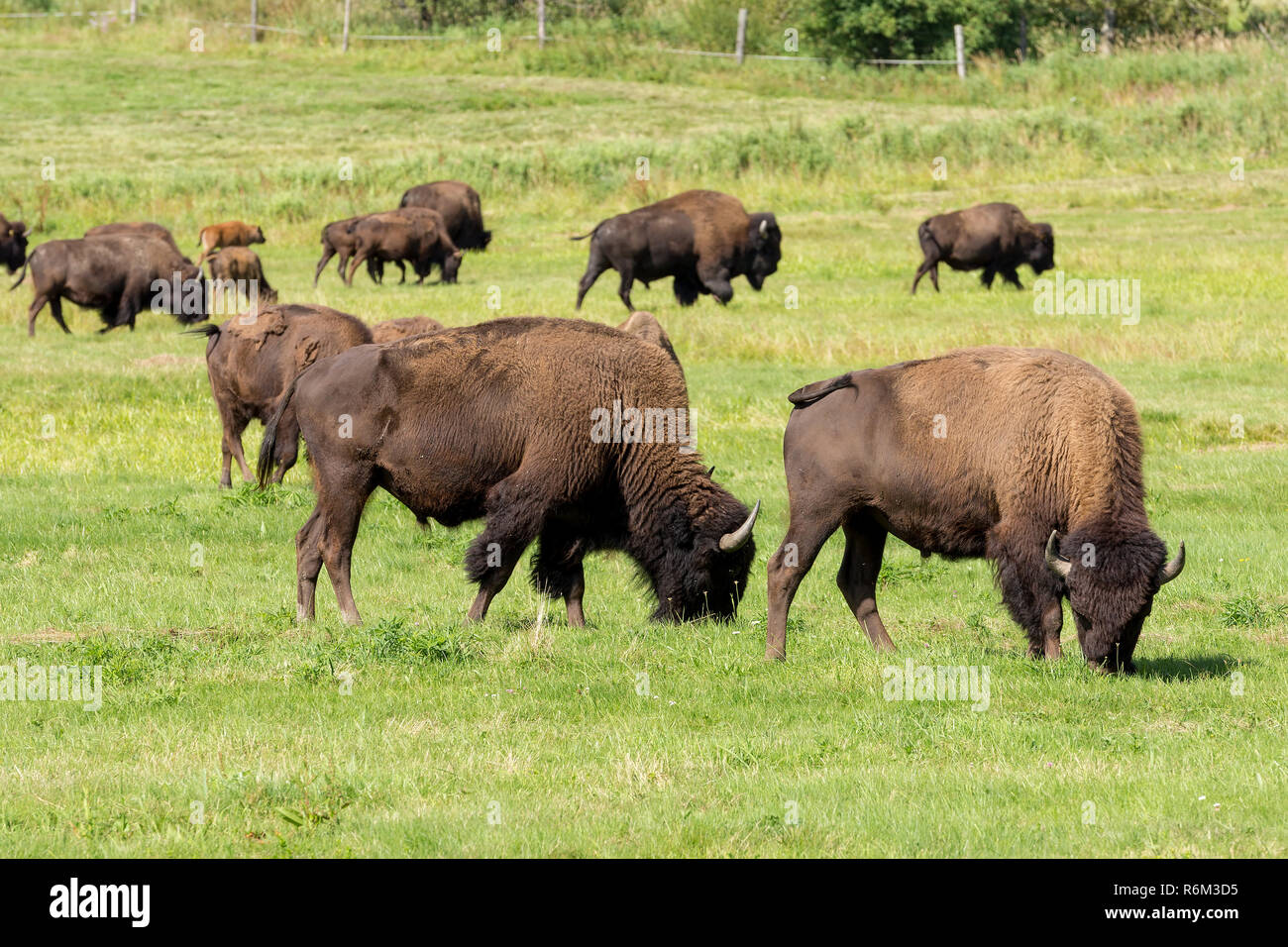American bison (Bison bison) simply buffalo Stock Photo Alamy