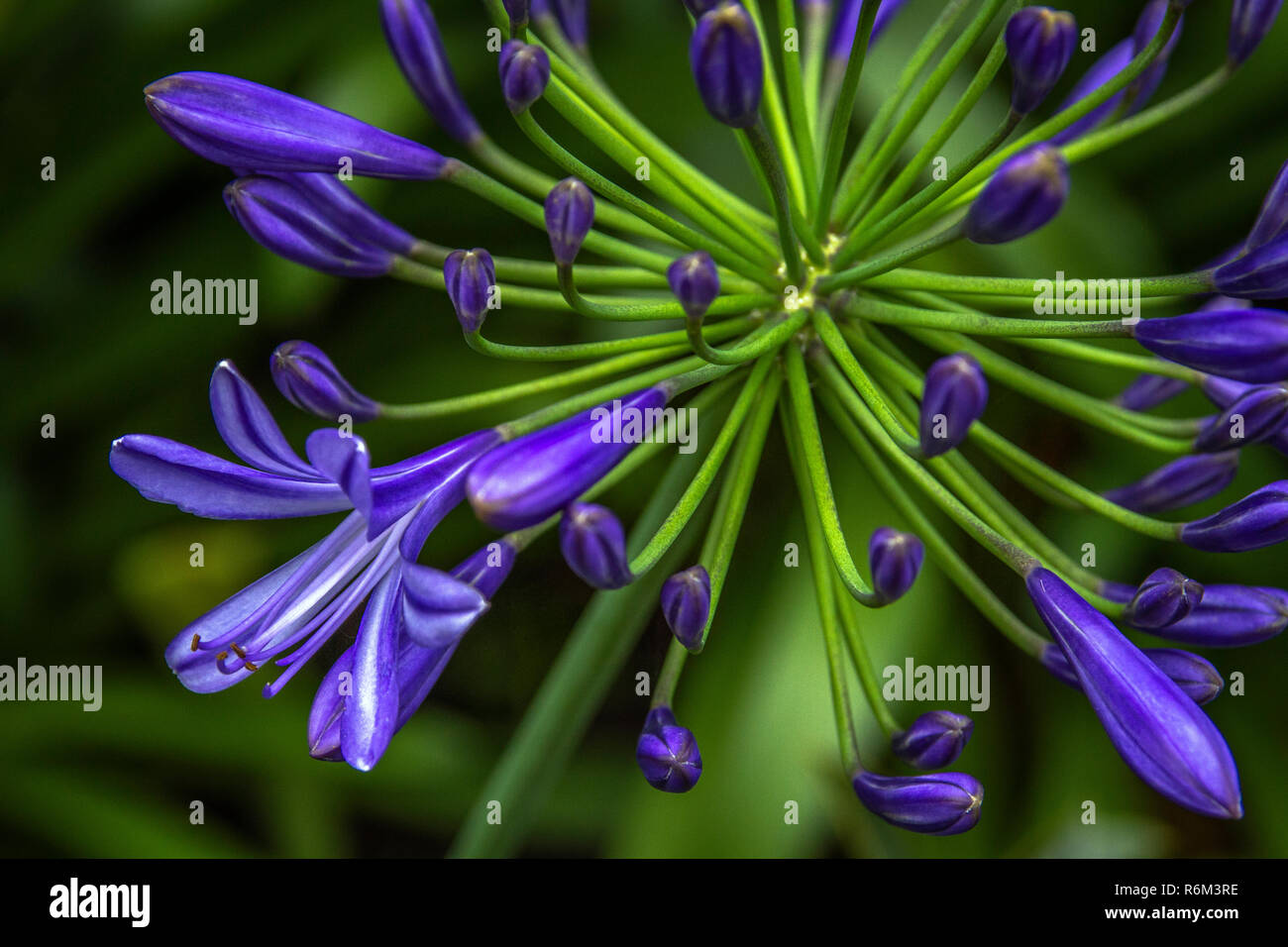 Agapanthus purple cloud, African lily Stock Photo