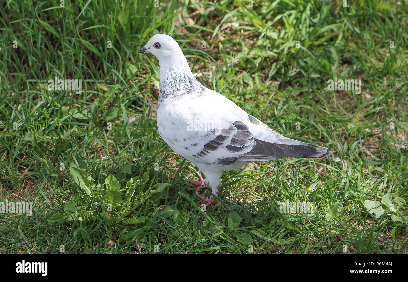 White, a home dove Stock Photo - Alamy