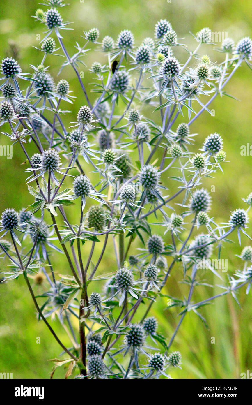 Thorny plant of Eryngium. Medicinal plant in the summer. Seasonal
