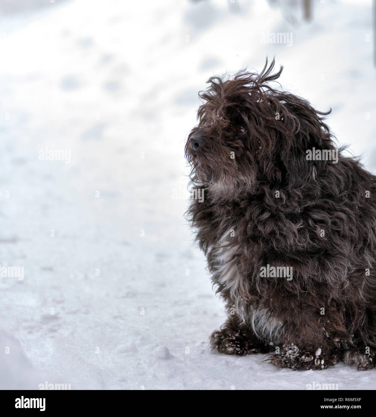 Black dog sitting on the road hi-res stock photography and images - Alamy